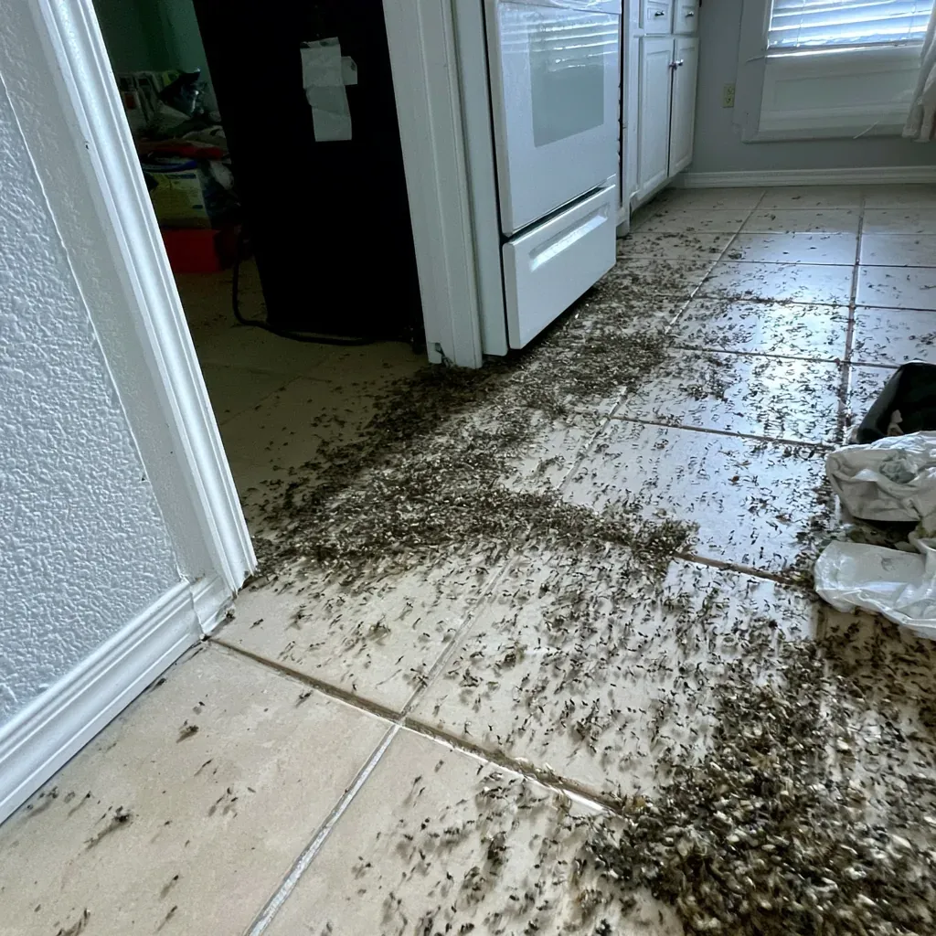 Rodent Droppings rodent control service in the United States